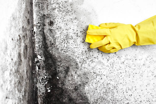 Best Professional Mold Removal  in Rossville, TN