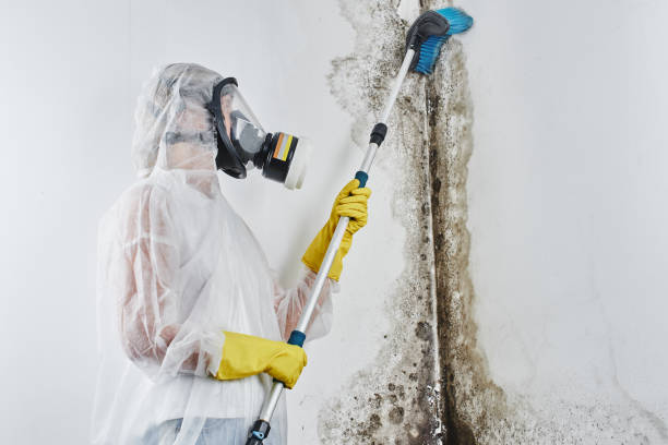 Best Mold Testing  in Rossville, TN