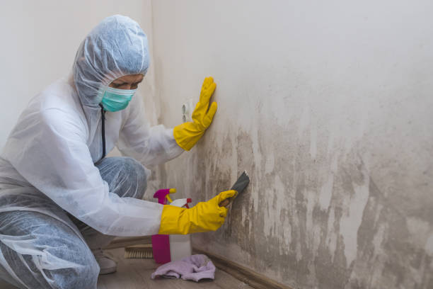 Professional Mold Removal in Rossville, TN