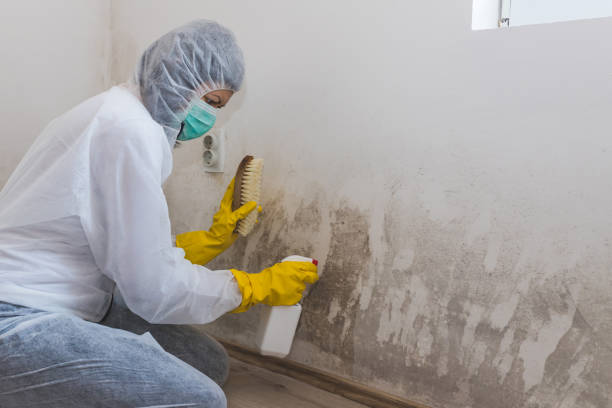 Home Mold Removal in Rossville, TN