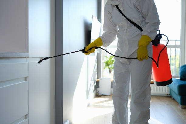 Best Office Mold Removal Services  in Rossville, TN