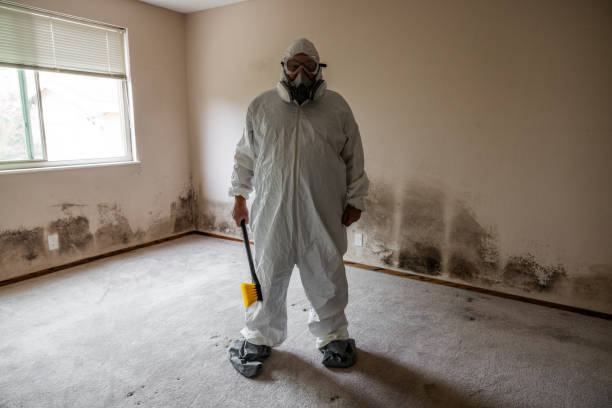 Attic Mold Removal in Rossville, TN