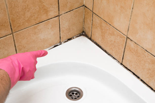 Best Mold Removal Near Me  in Rossville, TN